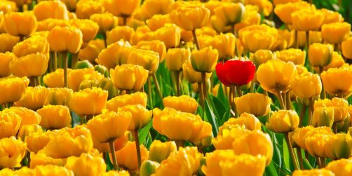 Lista: De 20 bästa arrangörerna av kongresser och mässor på offentlig marknad