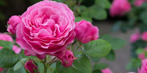 Guide: 7 punkter att ha koll på under Almedalsveckan 2019