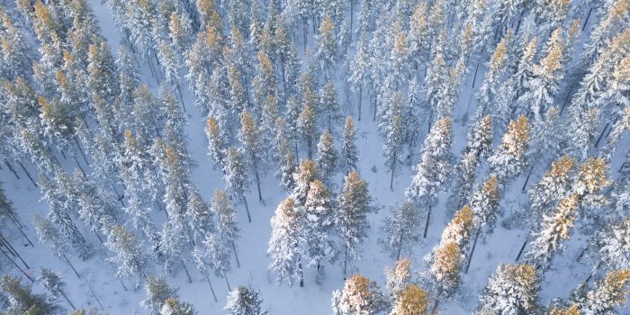 Lista: 20 vinteraktiviteter i Skellefteå